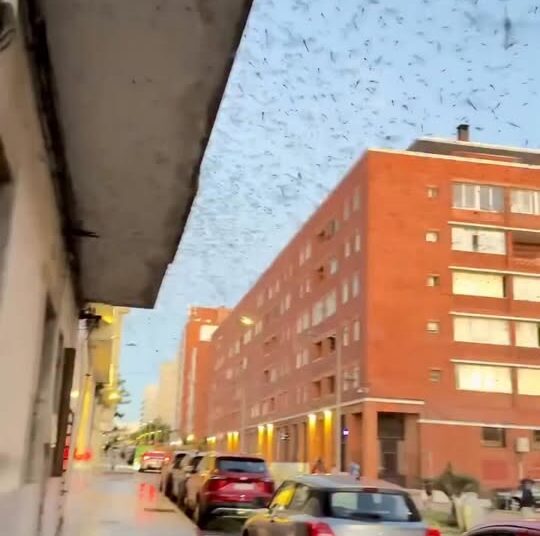 ኡራጓይ በተርብ ተወረረች