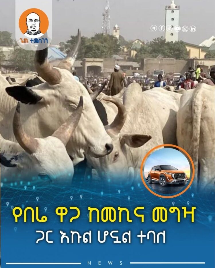 የበሬ ዋጋ ከመኪና መግዣ ጋር እኩል ሆኗል ተባለ