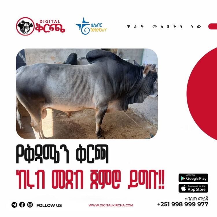 ቅዳሜን በቅርጫ!