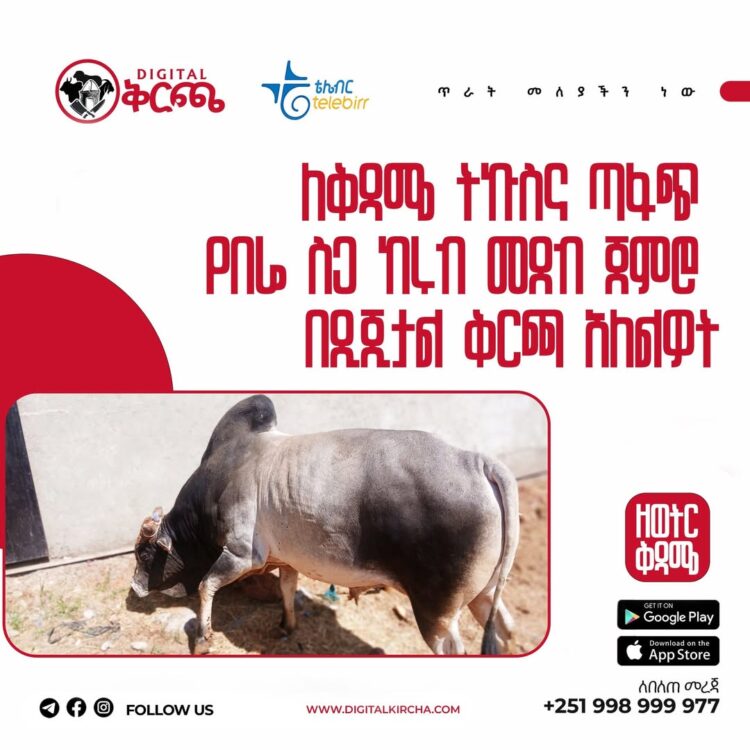 ድግስ ካለ ዲጂታል ቅርጫ አለ!!