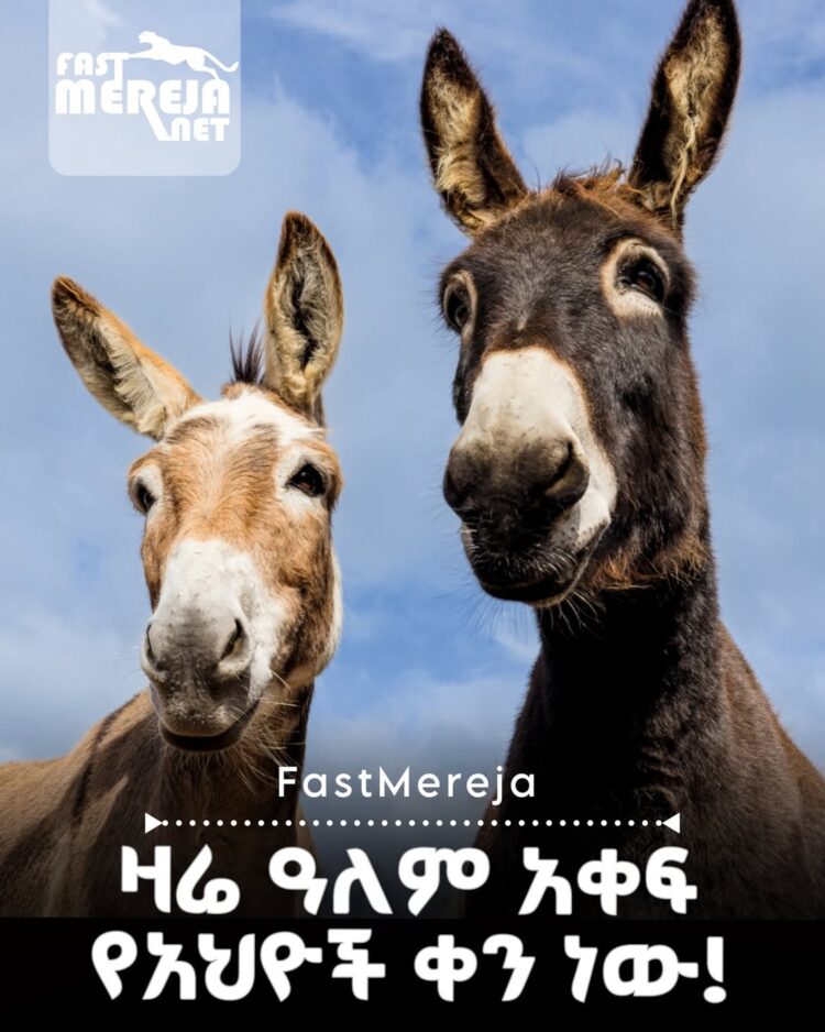 ዛሬ ዓለም አቀፍ የአህዮች ቀን ነው።