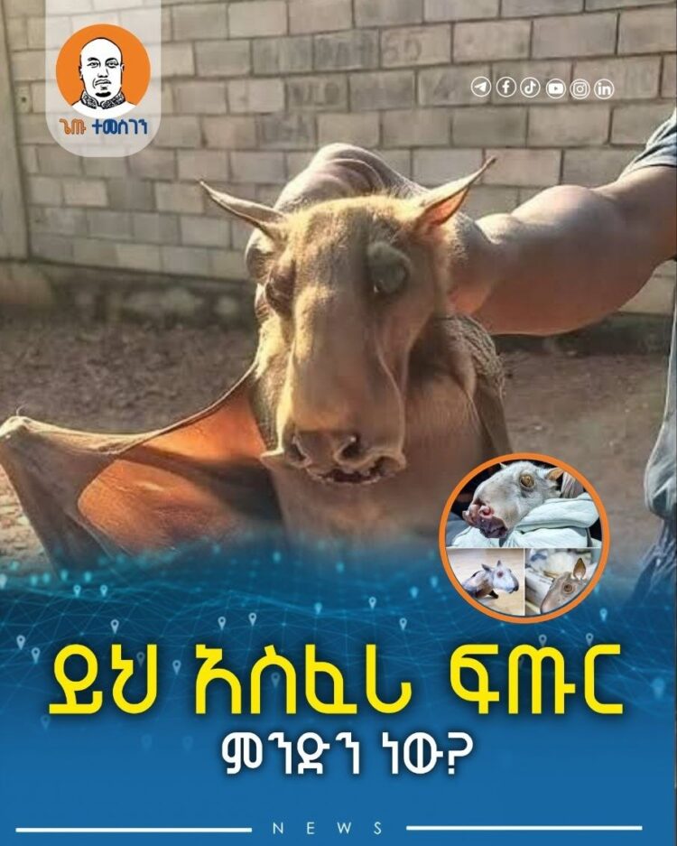 ይህ አስፈሪ ፍጡር ምንድን ነው?