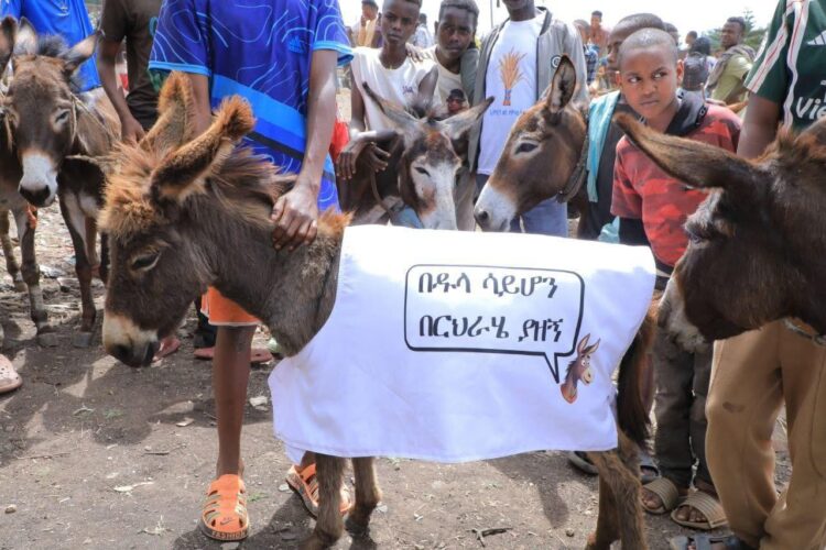 የአህዮች ቀን በጎፋ ዞን ሳውላ ከተማ ተከበረ