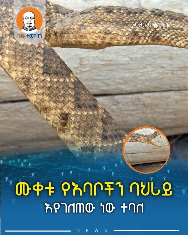 ሙቀቱ የእባቦችን ባህሪ እየገለጠው ነው ተባለ