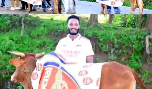 በዳውሮ ዞን፦ የአርሰናል ደጋፊዎች የ120 ሺህ ብር ሰንጋ ሲያዘጋጁ፣ የማንችስተር ደጋፊዎች አቤቱታ አቀረቡ!በደቡብ ምዕራብ ኢት…