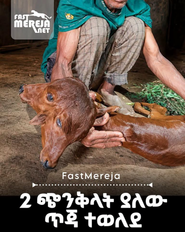 በሀዲያ ዞን 2 ጭንቅላት ያለው ጥጃ ተወለደ