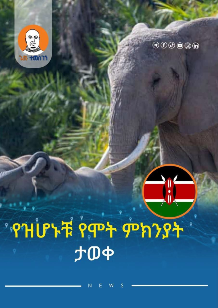 በኬንያ 15 ዝሆኖችን የገደለው ምስጢር ተገለጠ፤ የመጀመሪያ የላቦራቶሪ ውጤት ሳይናይድ መርዝን አመለከተ