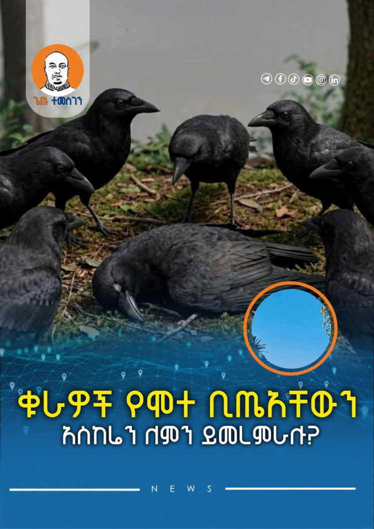 ቁራዎች የሞተ ቢጤአቸውን አስከሬን ለምን ይመረምራሉ?